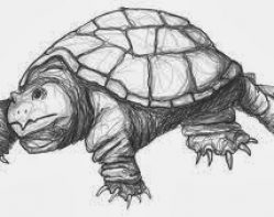 snapping_turtle_drawing